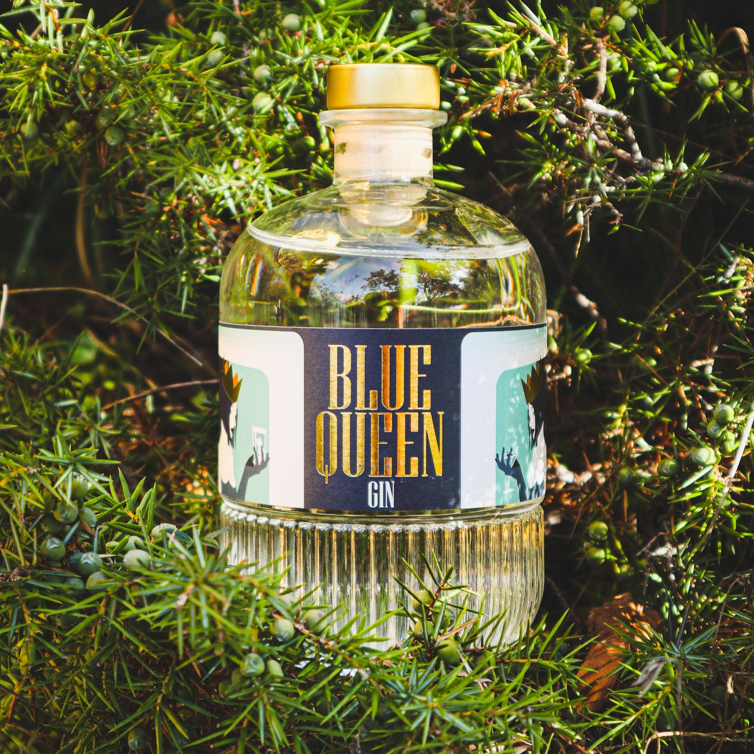 Ambiente esterno, giornata soleggiata: Bottiglia di Blue Queen Gin in primo piano appoggiata su una pianta di ginepro ricca di frutti verdi che devono ancora maturare. Scritta dorata Blue Queen in mezzo all'etichetta su sfondo blu, dai lati si distinguono le due vedute della carta da gioco della Regina di cuori che tiene in mano da una parte un bicchiere di martini, e dall'altra un tumbler da cocktail.